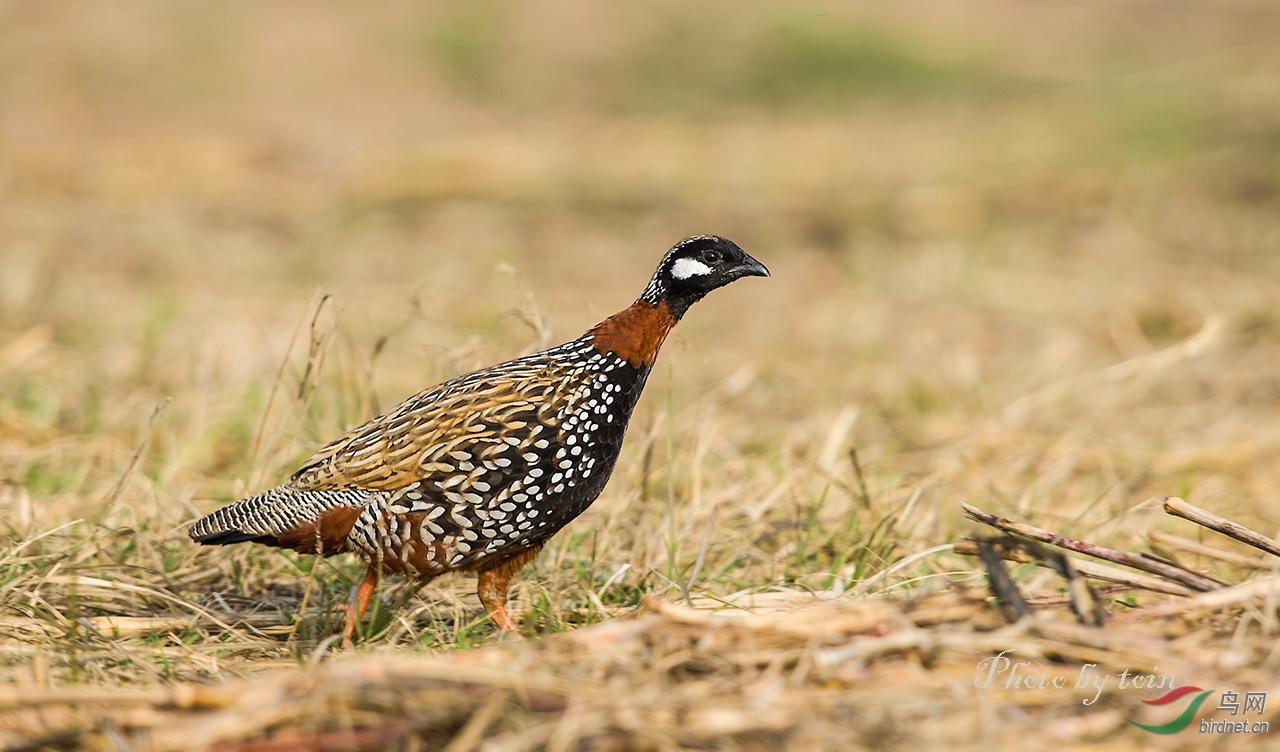 (黑鹧鸪)黑鹧鸪!