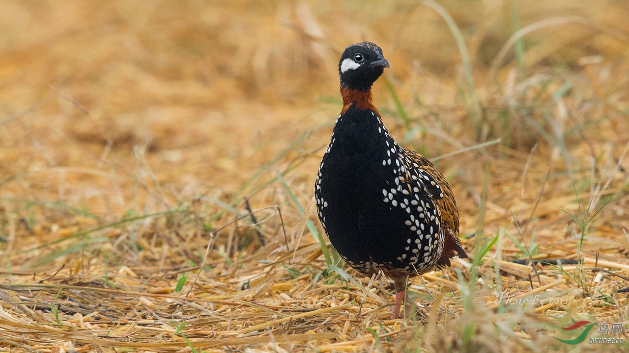 (黑鹧鸪)黑鹧鸪!