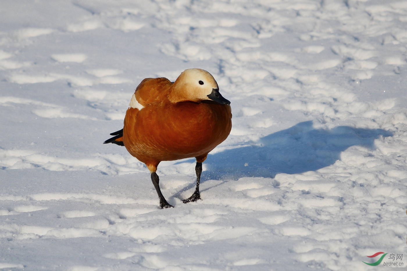 雪坪日暮鸭孤独
