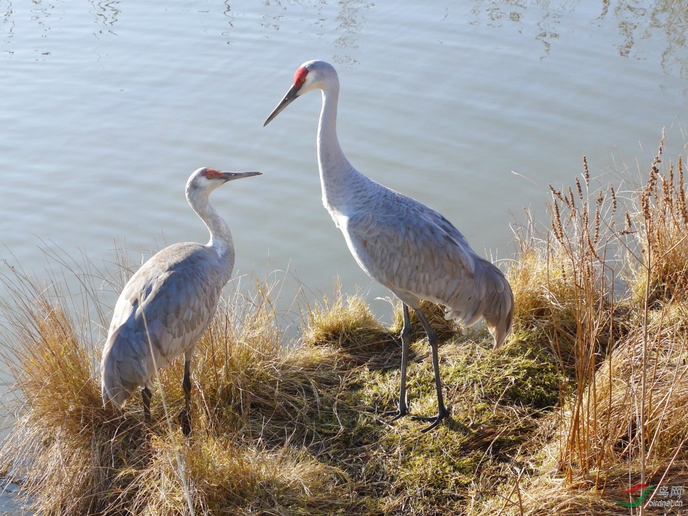 P1000539y.jpg