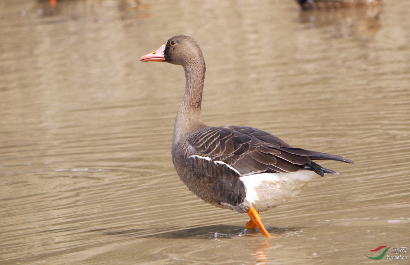 P1000917y.JPG