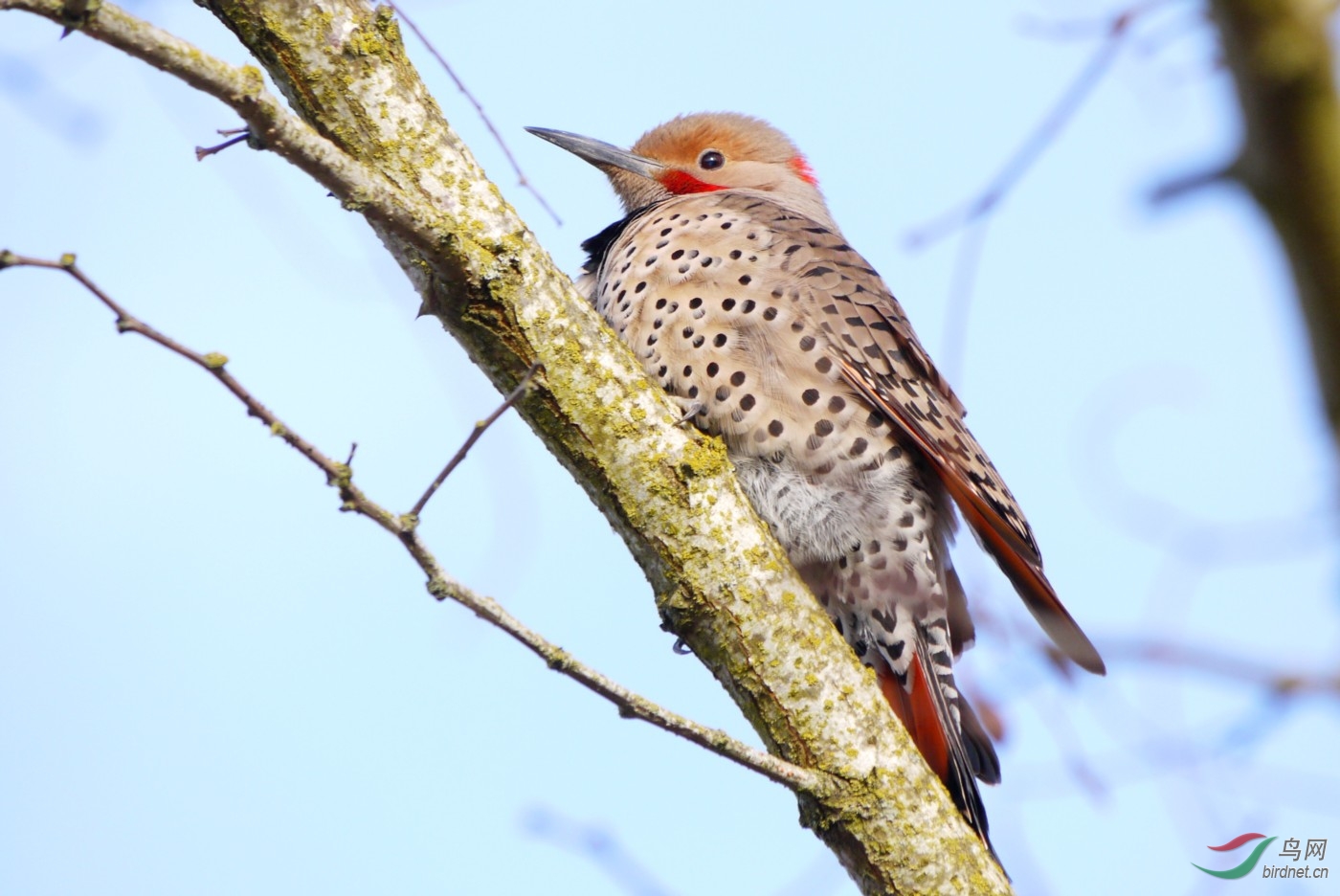 P1000941y.JPG
