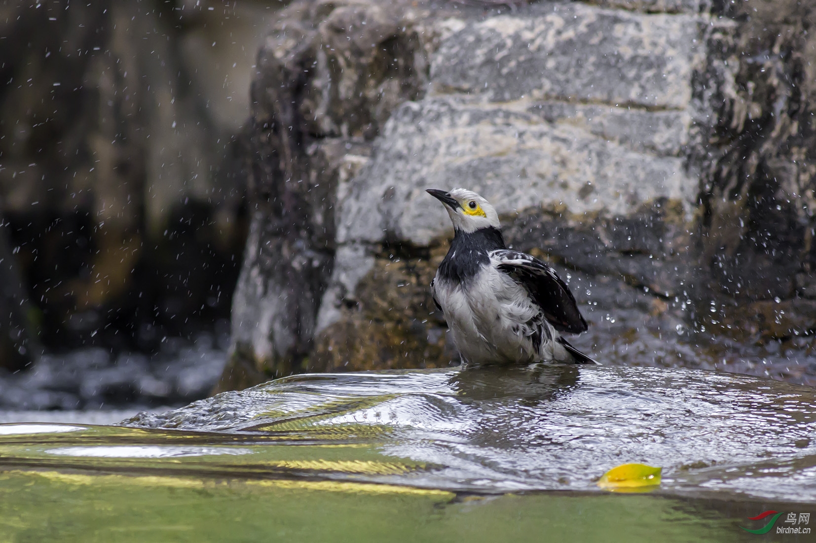 西施戲水-------黑頸椋鳥