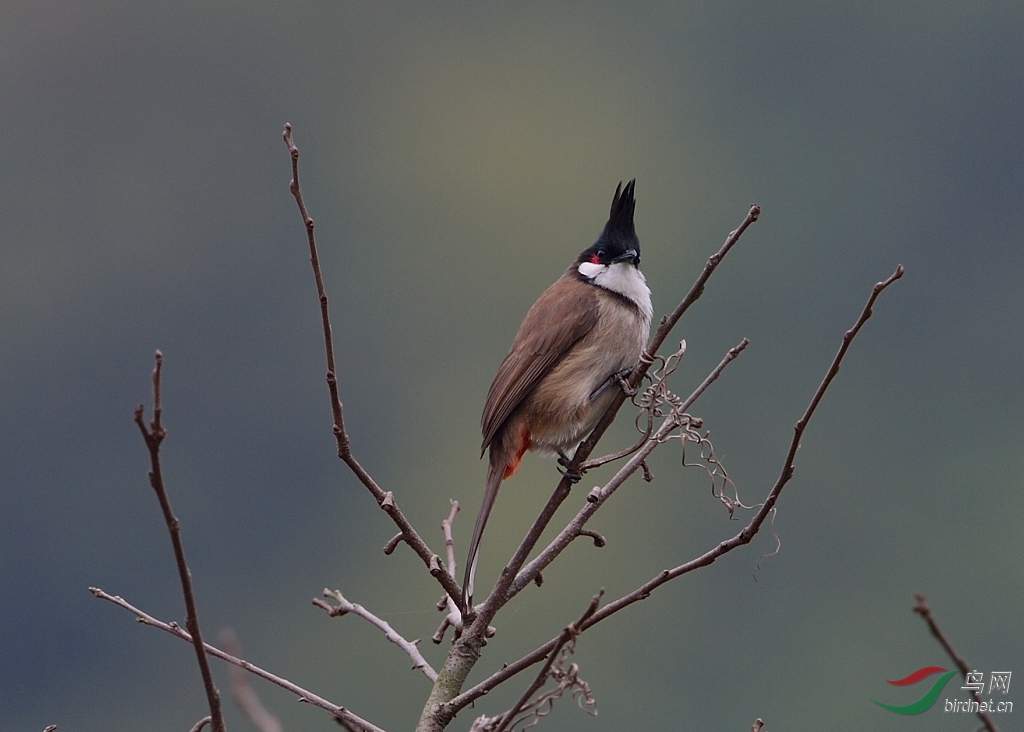 高髻冠祝各位鸟友新年进步
