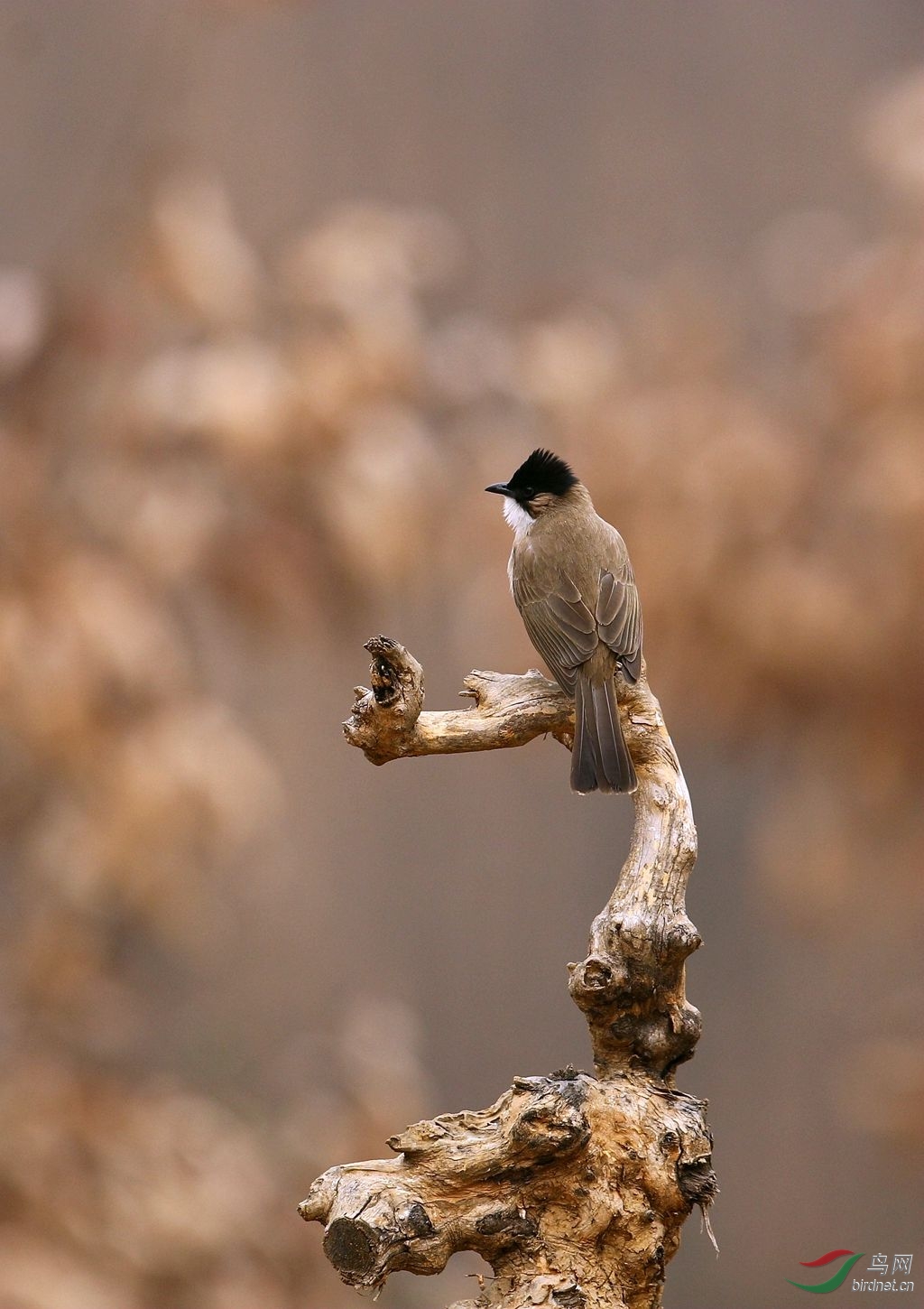 泉水湾春节快乐行之———黄臀鹎