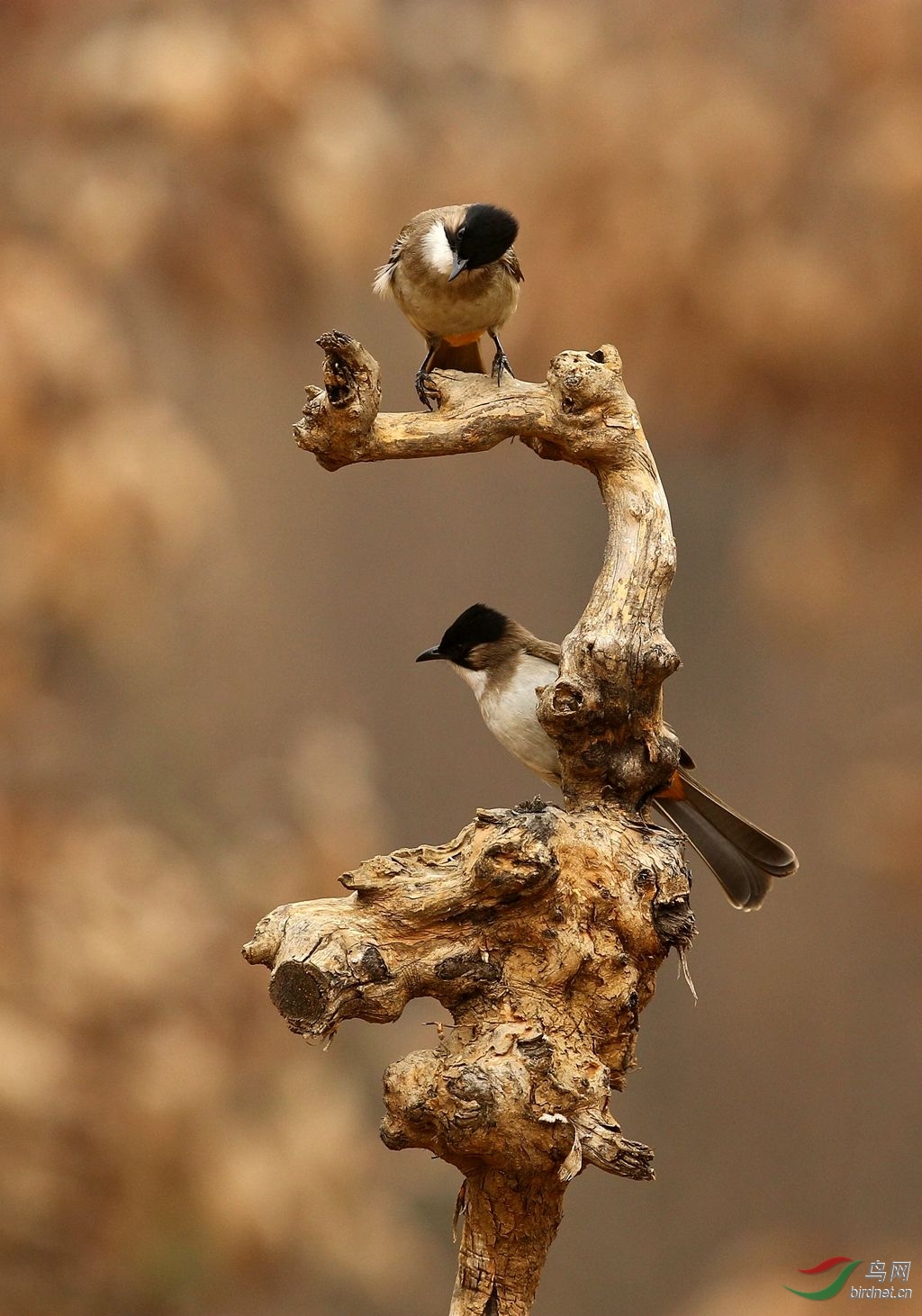 泉水湾春节快乐行之———黄臀鹎