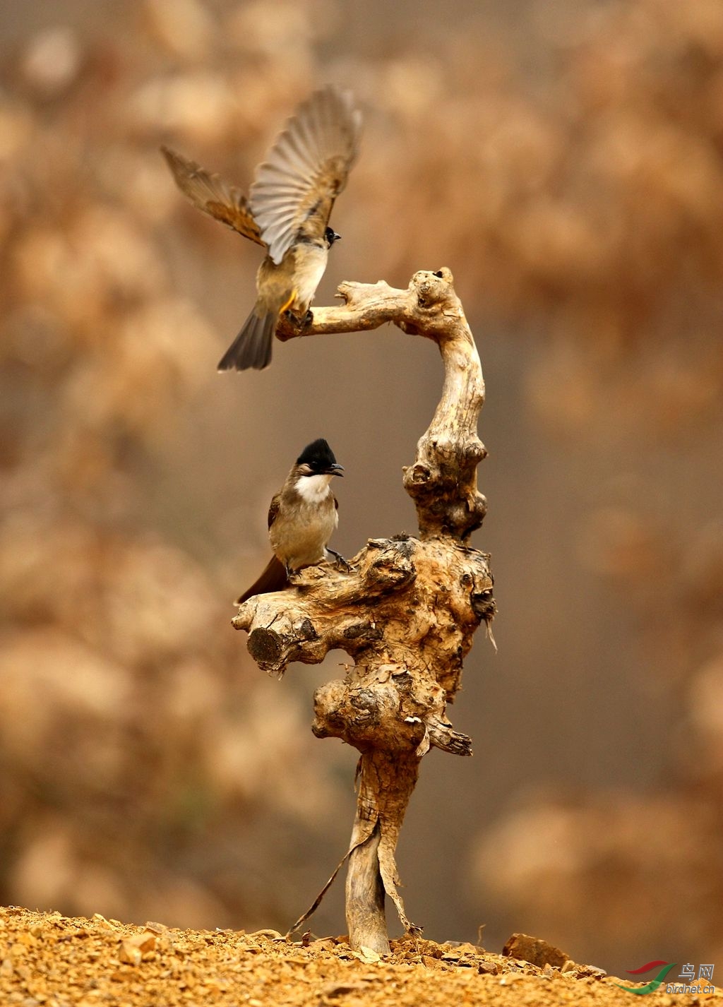 泉水湾春节快乐行之———黄臀鹎