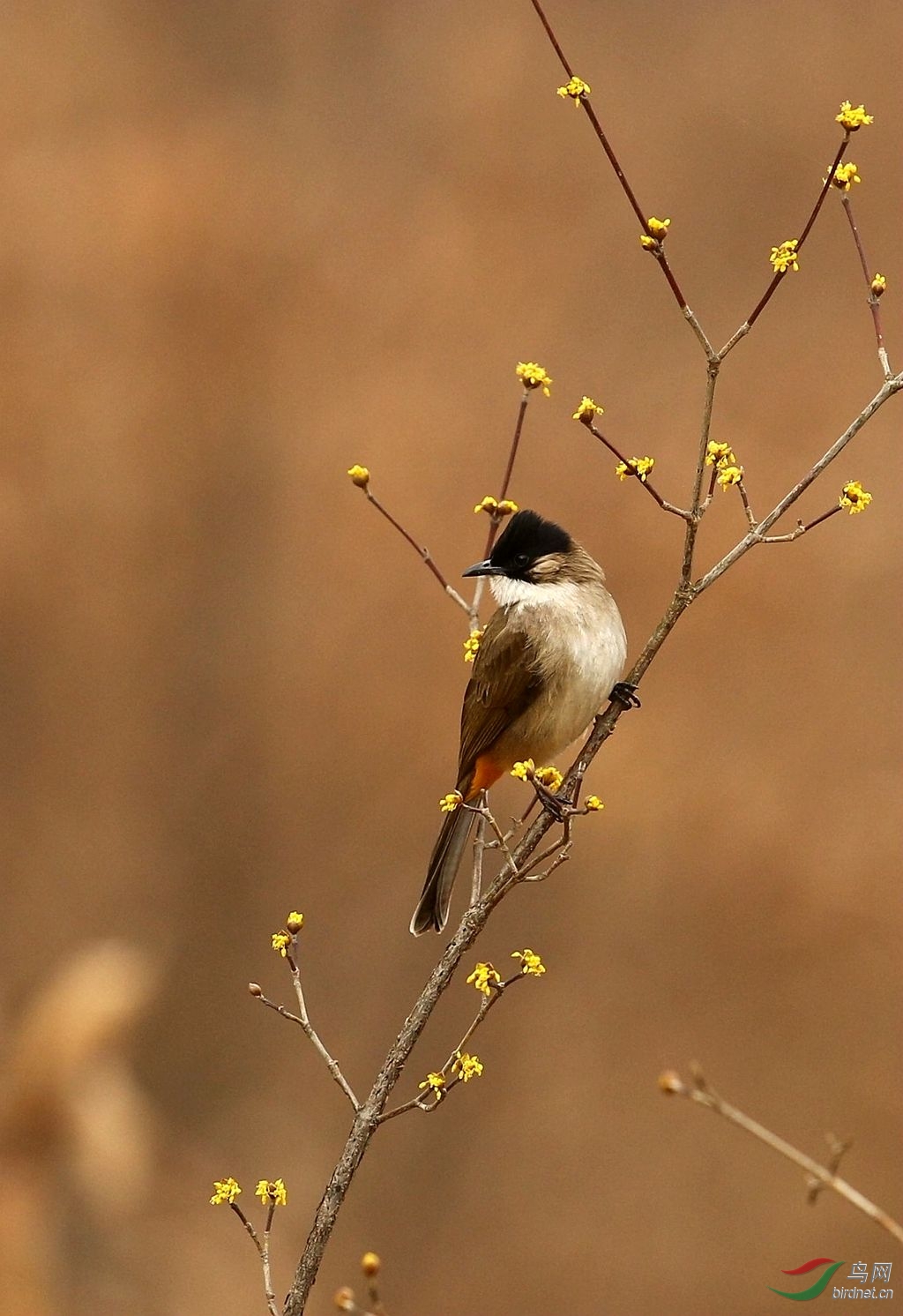 泉水湾春节快乐行之———黄臀鹎