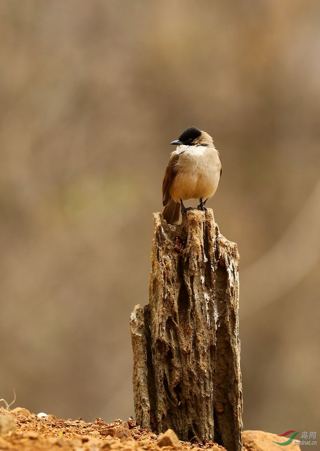 泉水湾春节快乐行之———黄臀鹎
