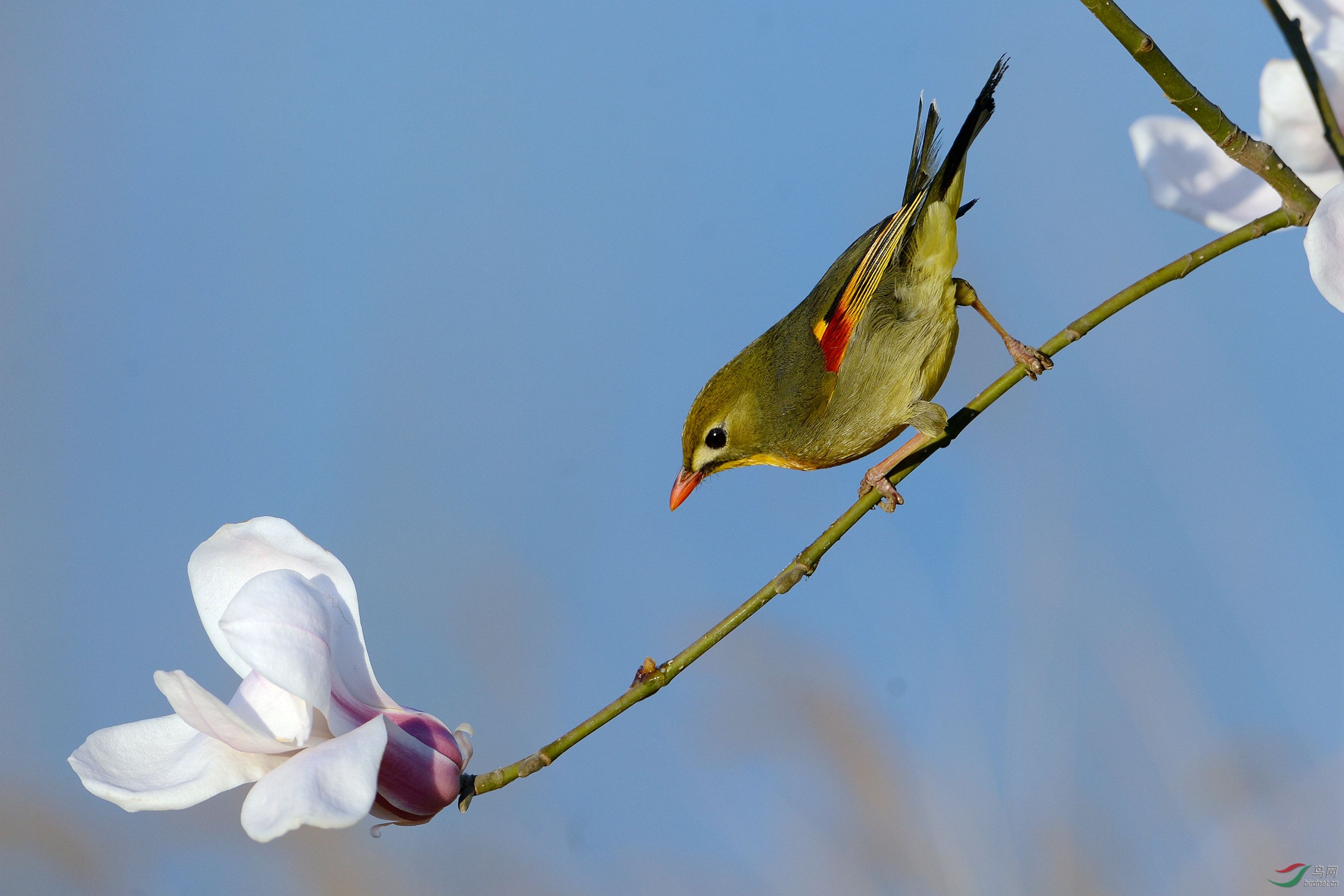 玉兰花与红嘴相思鸟