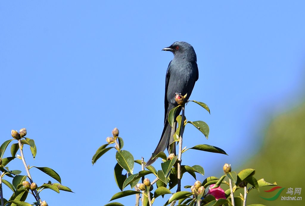 茶花树上的黑剪尾