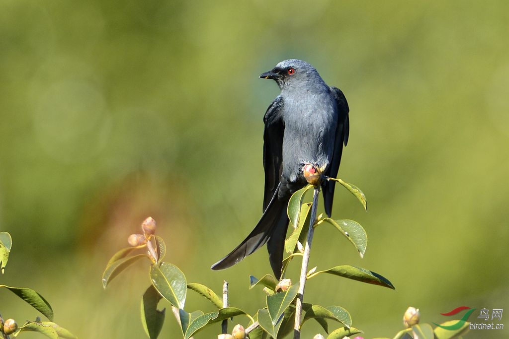 茶花树上的黑剪尾
