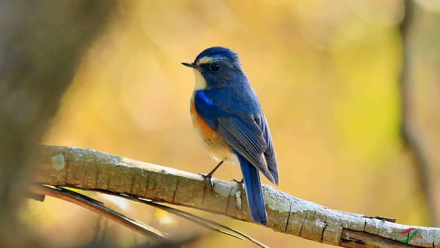 鸟20150202广东茂名电白那霍镇