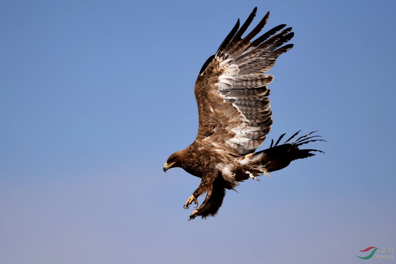 大雕展翅飞
