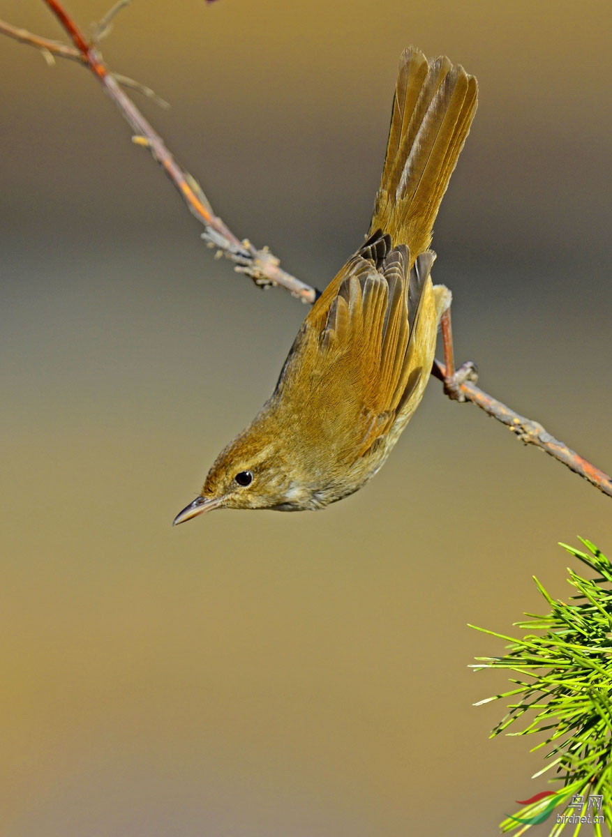远东树莺的表演