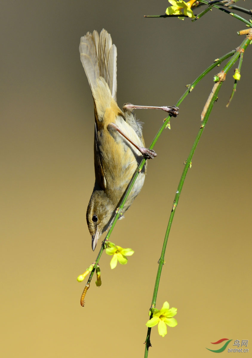 远东树莺的表演
