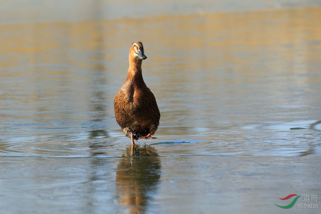 一只可爱的大鸭子