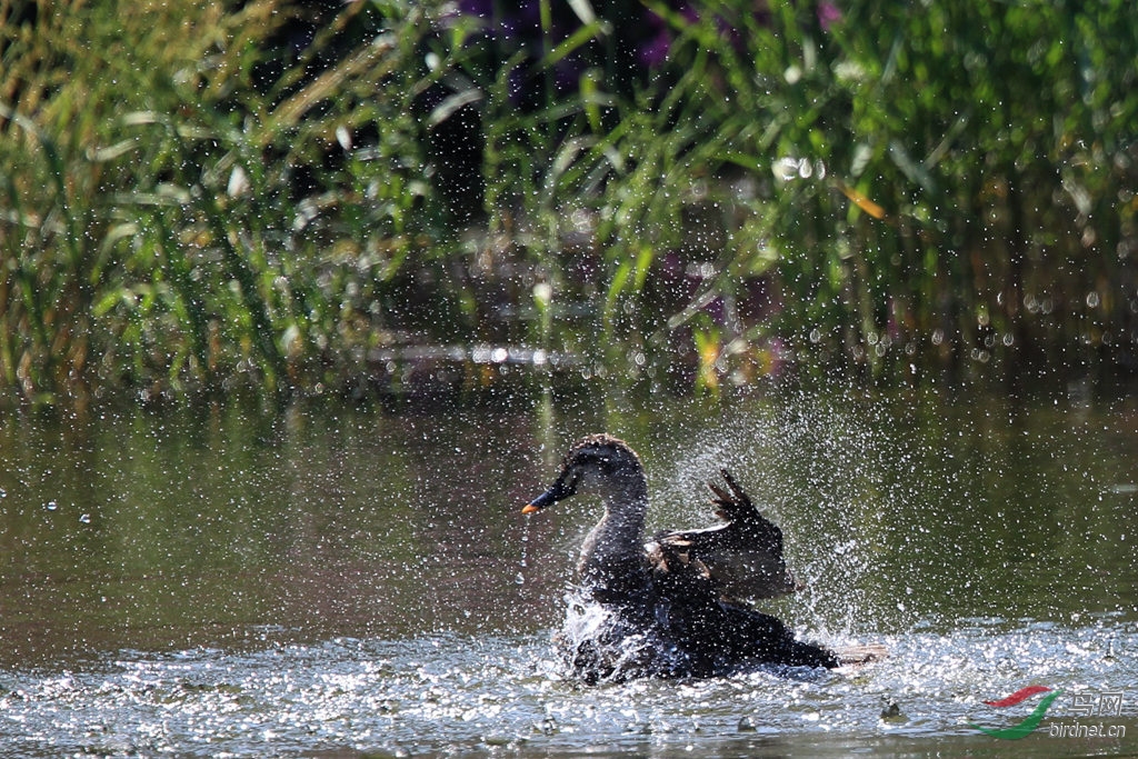 鸭子洗澡(不知道什么品种)