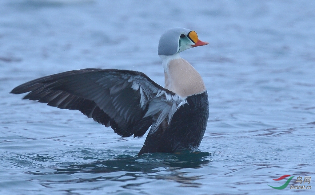 (王绒鸭)王绒鸭