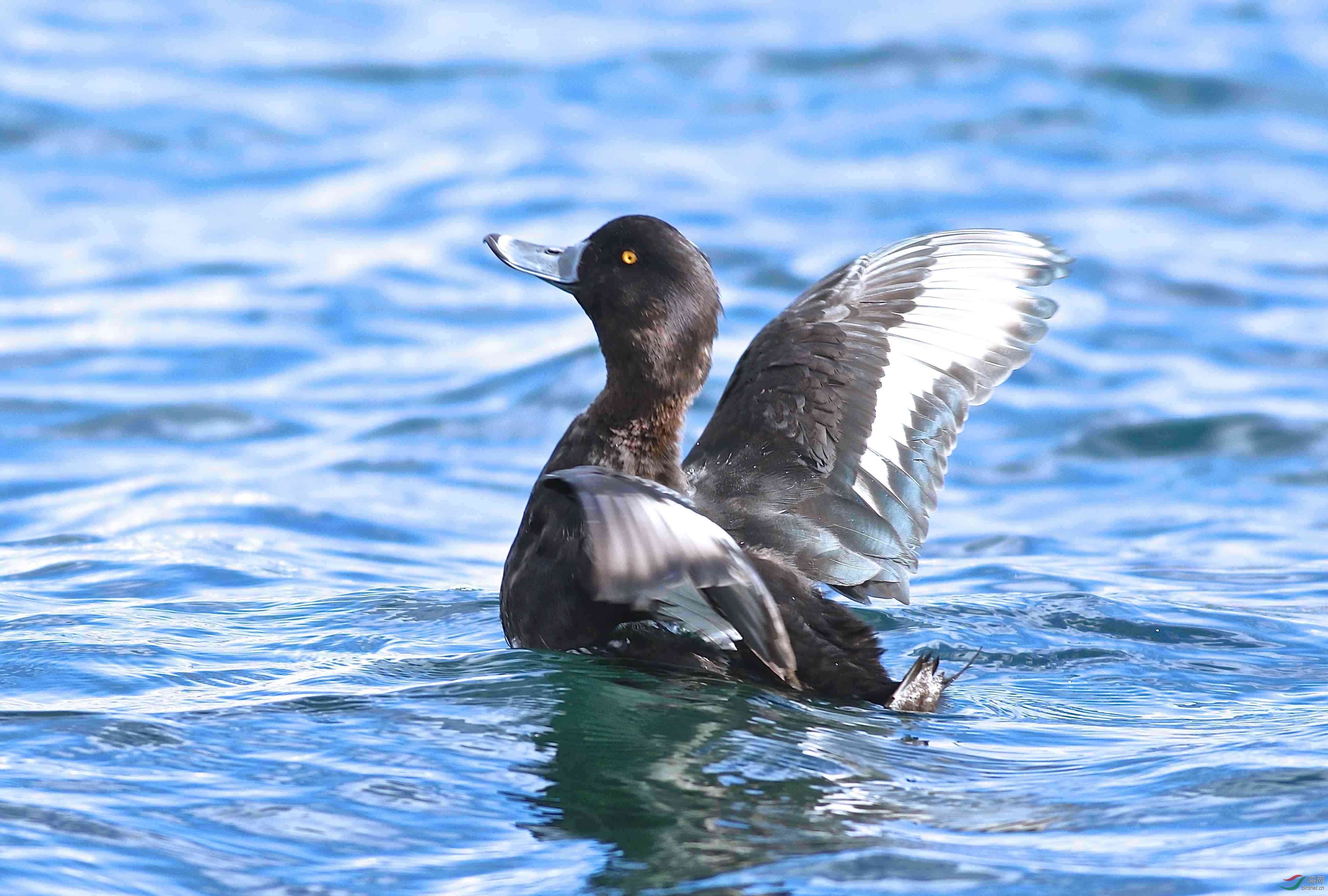 皇后镇拍凤头潜鸭雄鸟