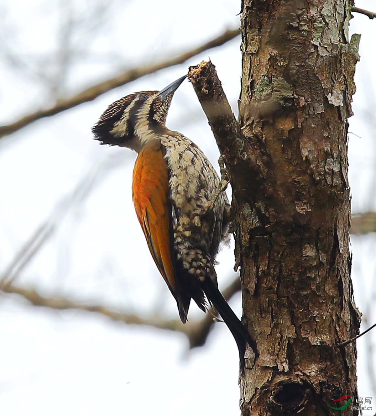 喜山金背三趾啄木鸟