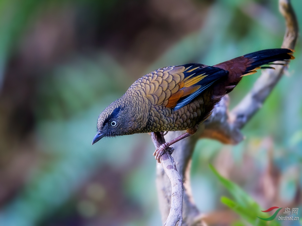 蓝翅噪鹛 - 四川版 sichuan鸟网