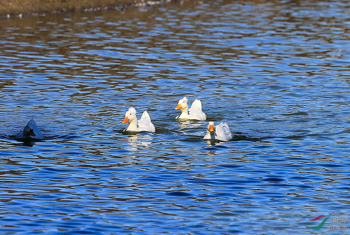 (红嘴树鸭)令人耳目一新的鸭