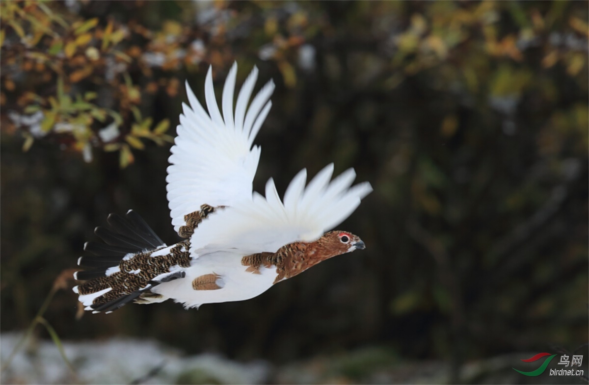 [林鸟] (柳雷鸟)众人拾柴火焰高,添砖加瓦筑陕版----柳雷鸟