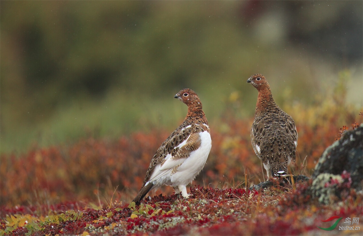 [林鸟] (柳雷鸟)众人拾柴火焰高,添砖加瓦筑陕版----柳雷鸟