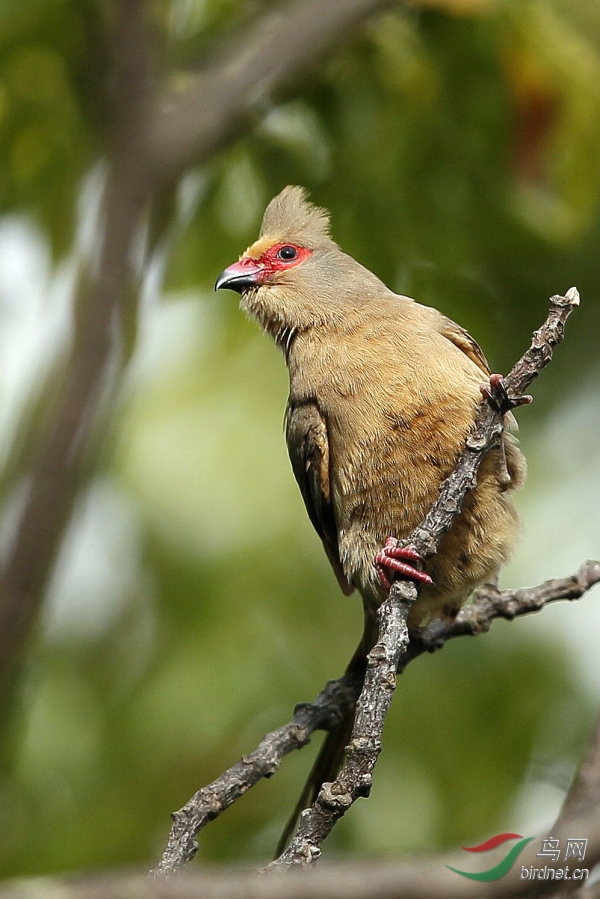 名副其实的红脸鼠鸟