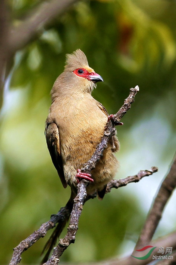 名副其实的红脸鼠鸟