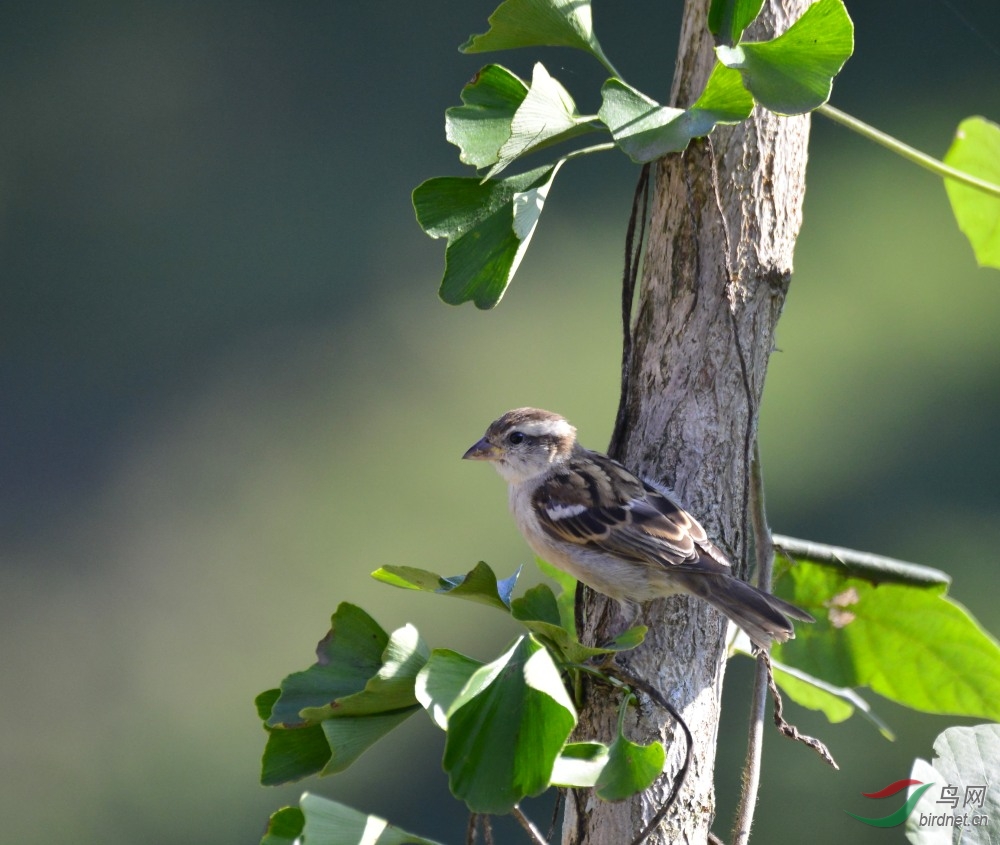 去年在陕南拍的雌鸟系列,谢谢大家赏阅.