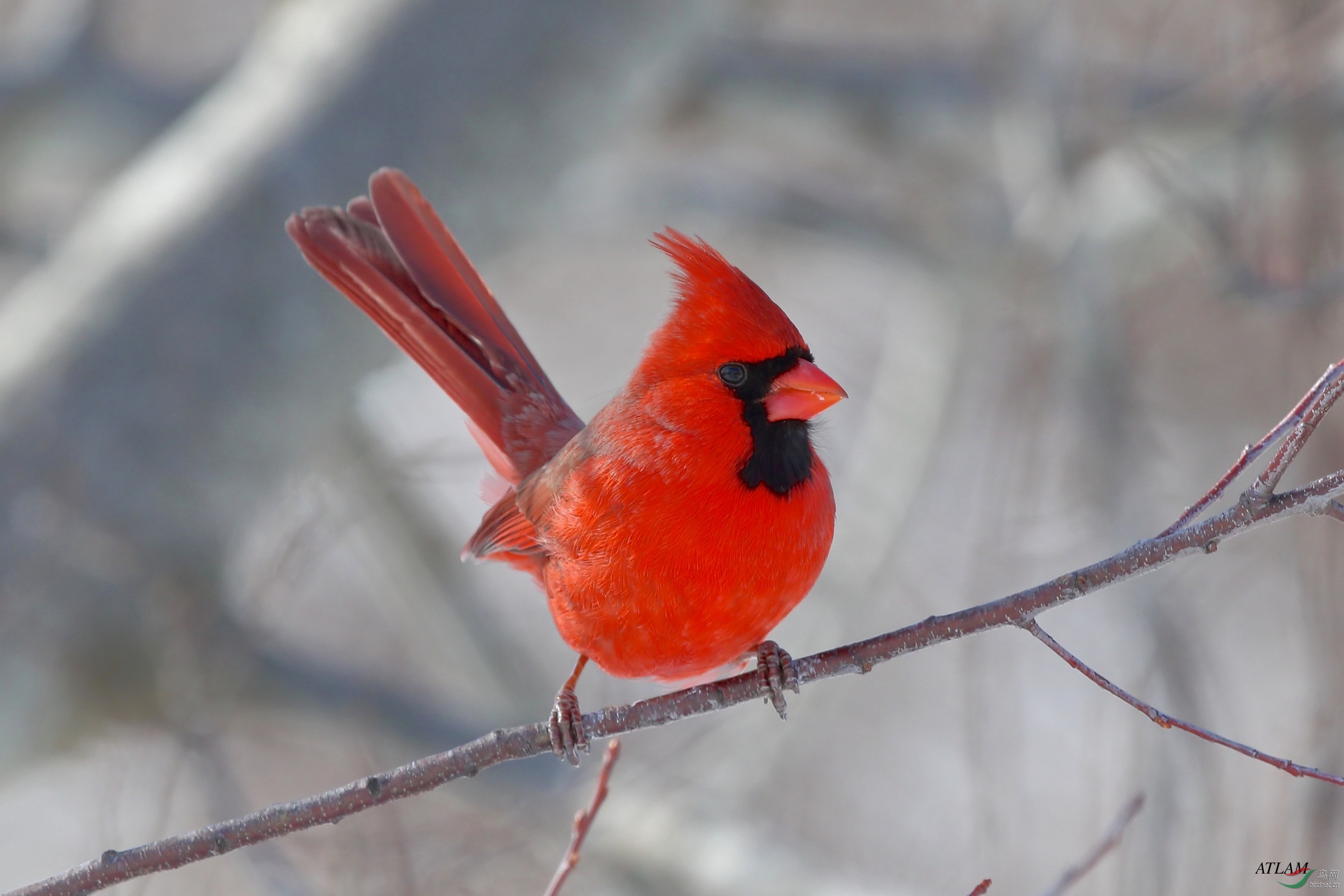 北美红雀 (northern cardinal)