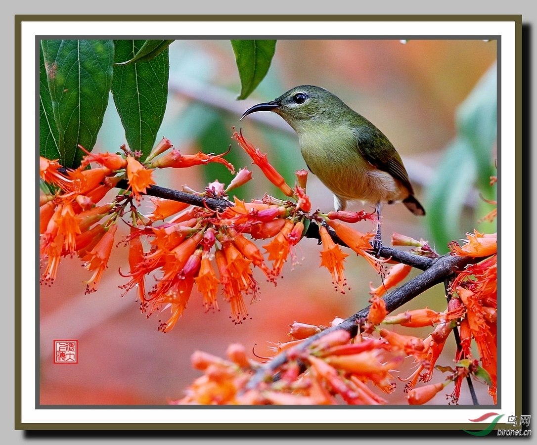 虾仔花上的太阳鸟