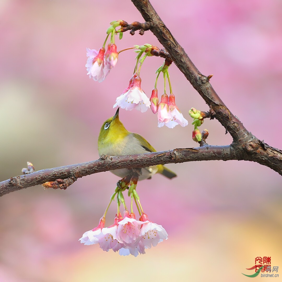 灰腹绣眼鸟春来了