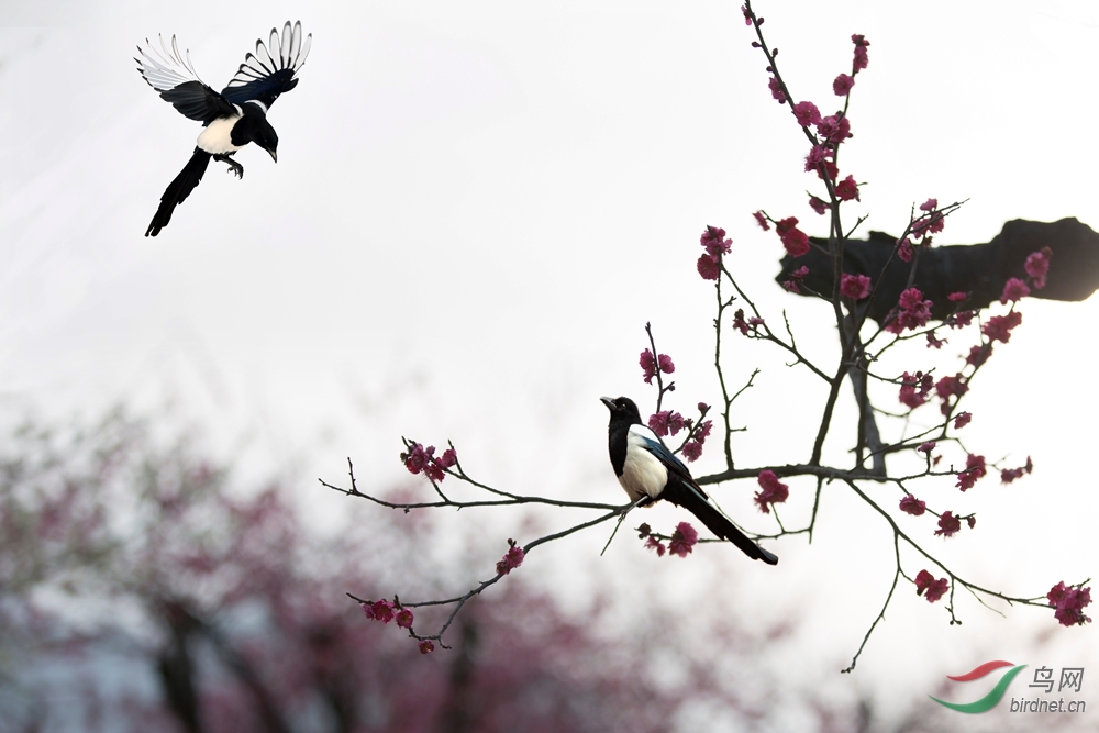 喜鹊落在梅花上的图片图片