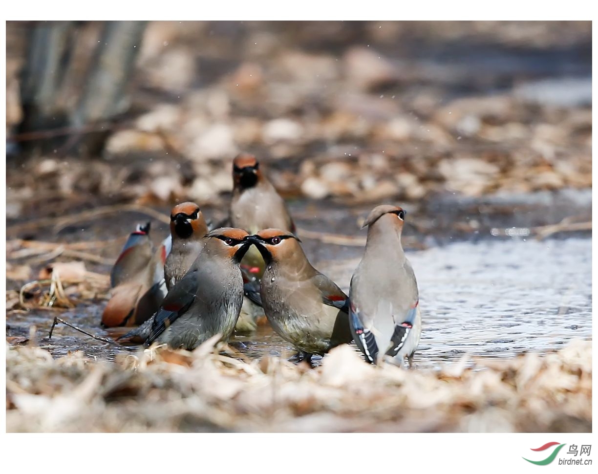 交头接耳小太平