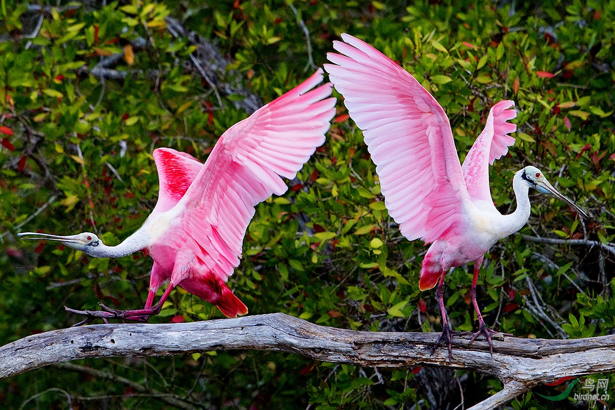 (粉红琵鹭)琵鹭报春