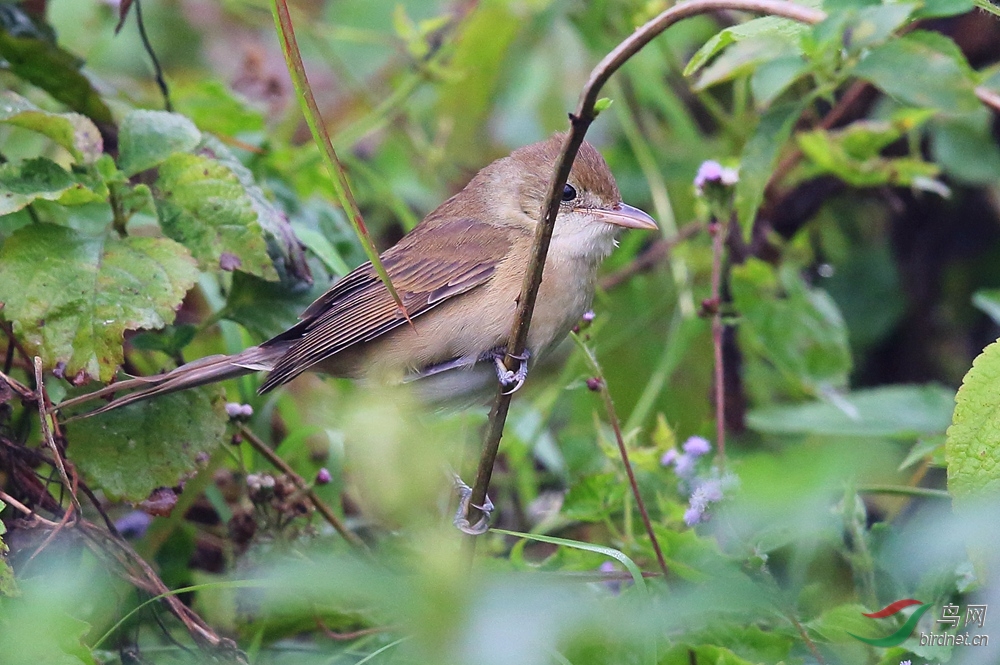 69 科普区 69 鸟类识别 69 请赐鸟名 重庆老兵哥 我拍摄的鸟种