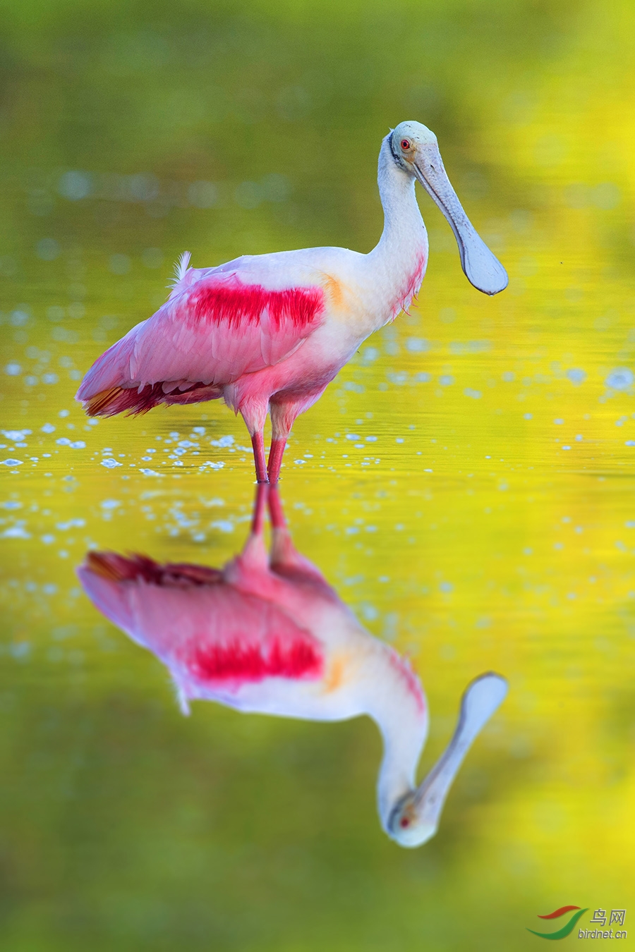 (粉红琵鹭)琵鹭报春