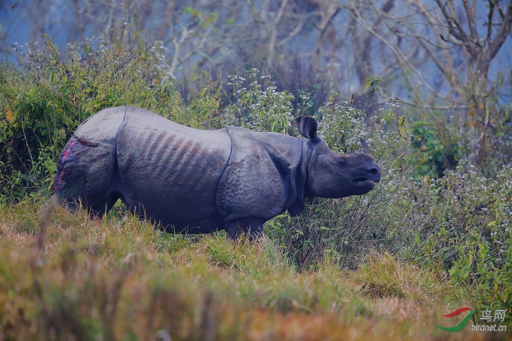 尼泊尔独角犀牛