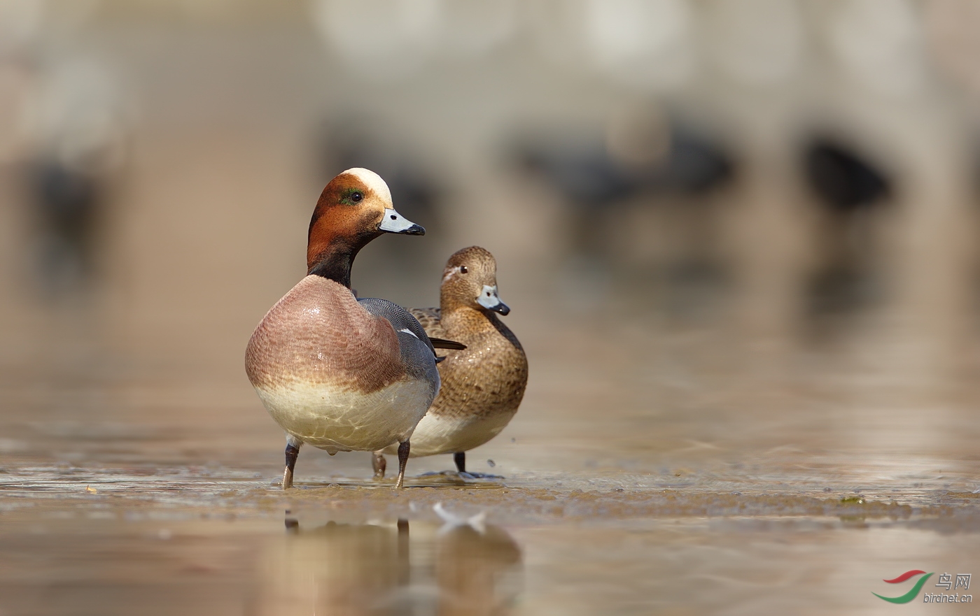 一对鸭子.祝各位老师元宵节快乐