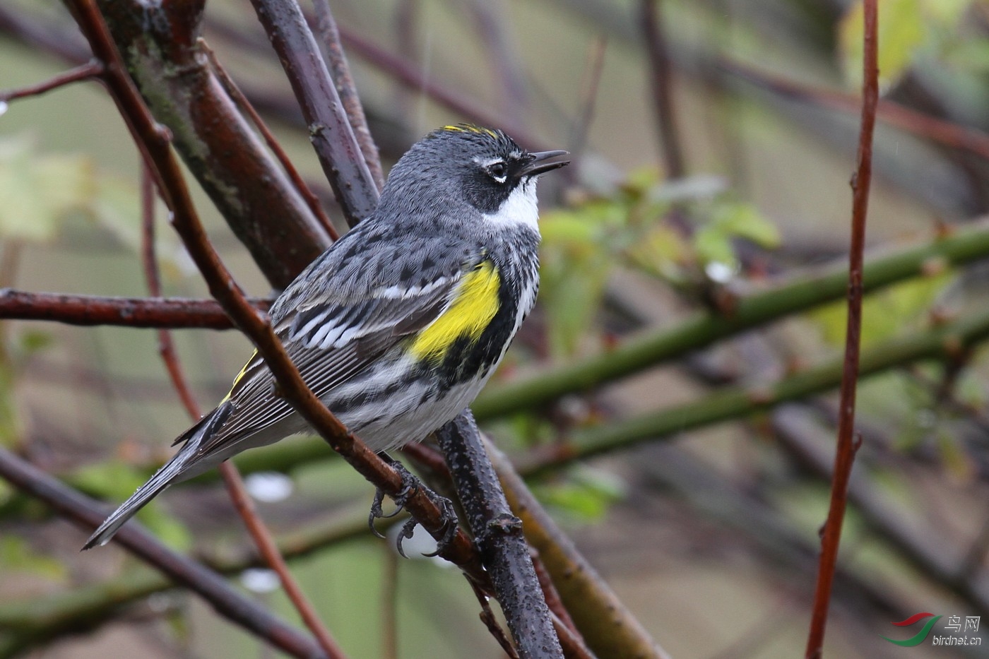 雨中拍黄腰林莺