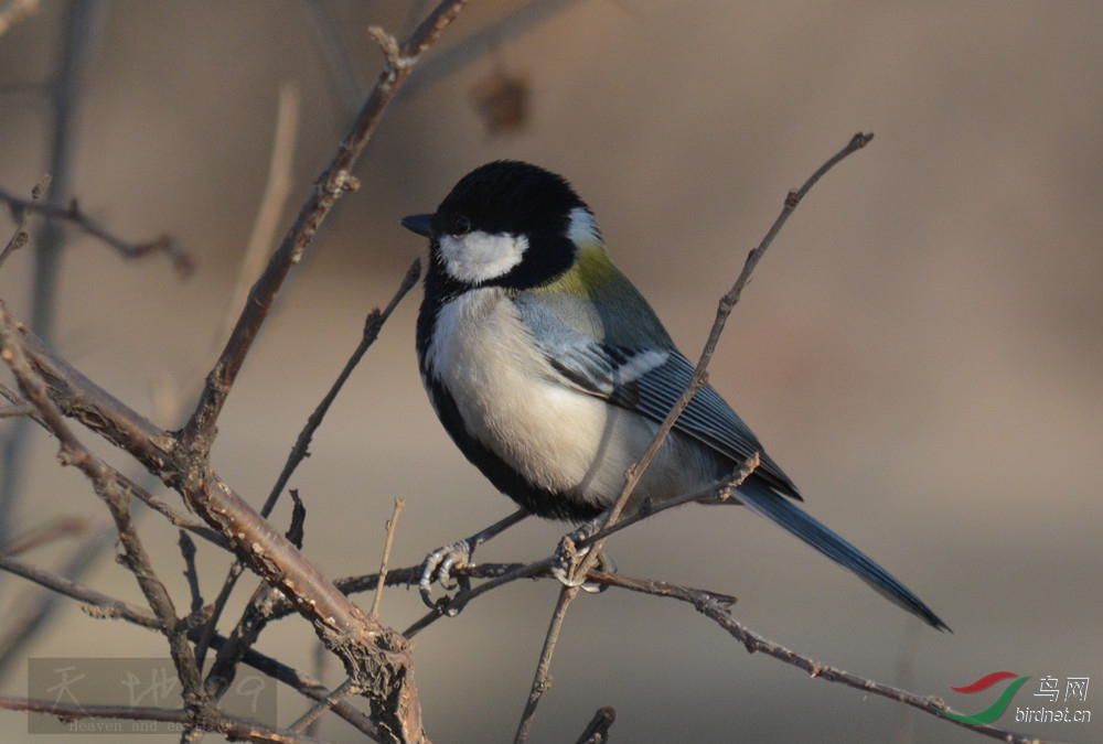 过年在鞍山拍的鸟 - 辽宁版 liaoning 鸟网