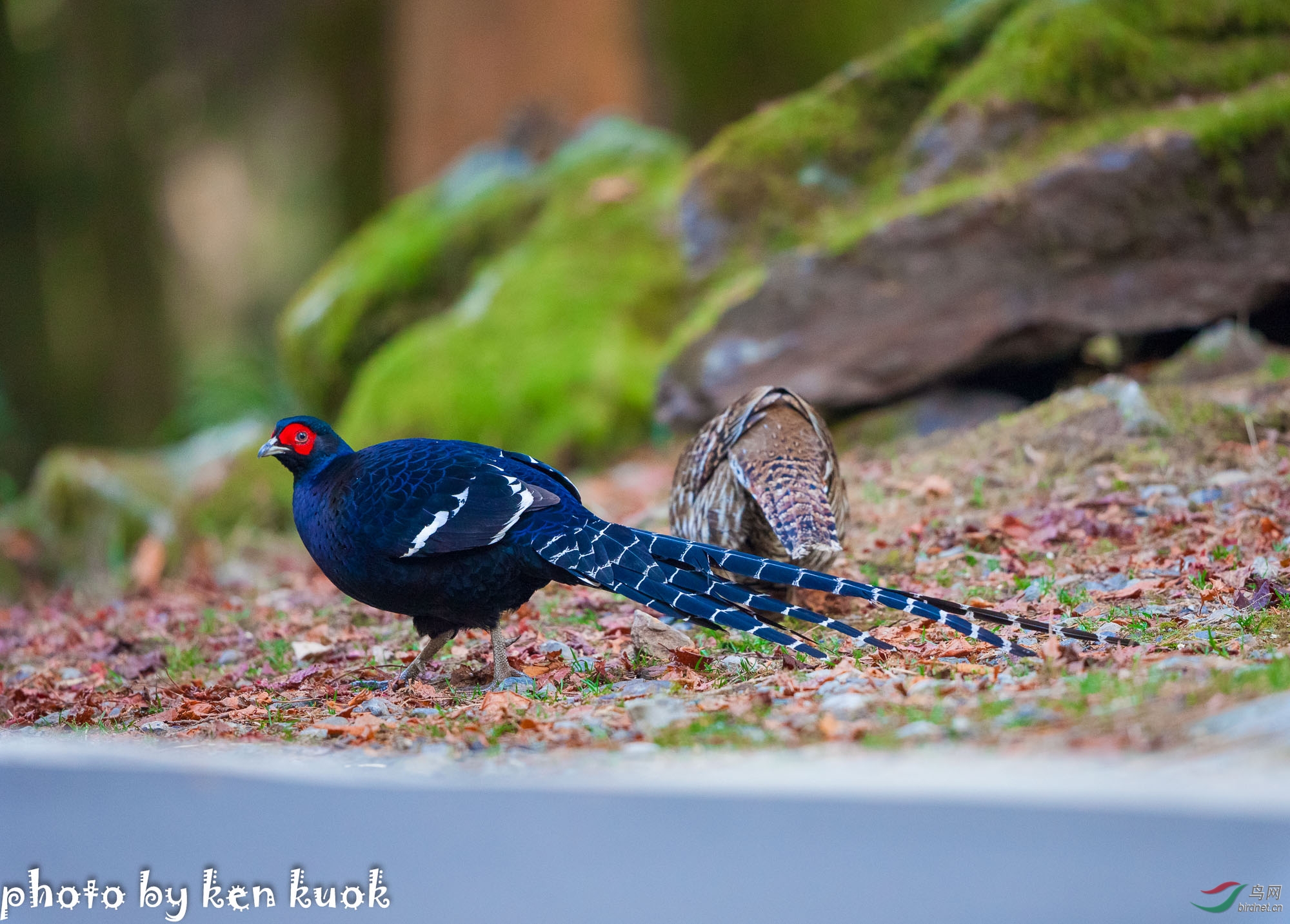 [林鳥] (黑長尾雉)霧中之王者--帝雉