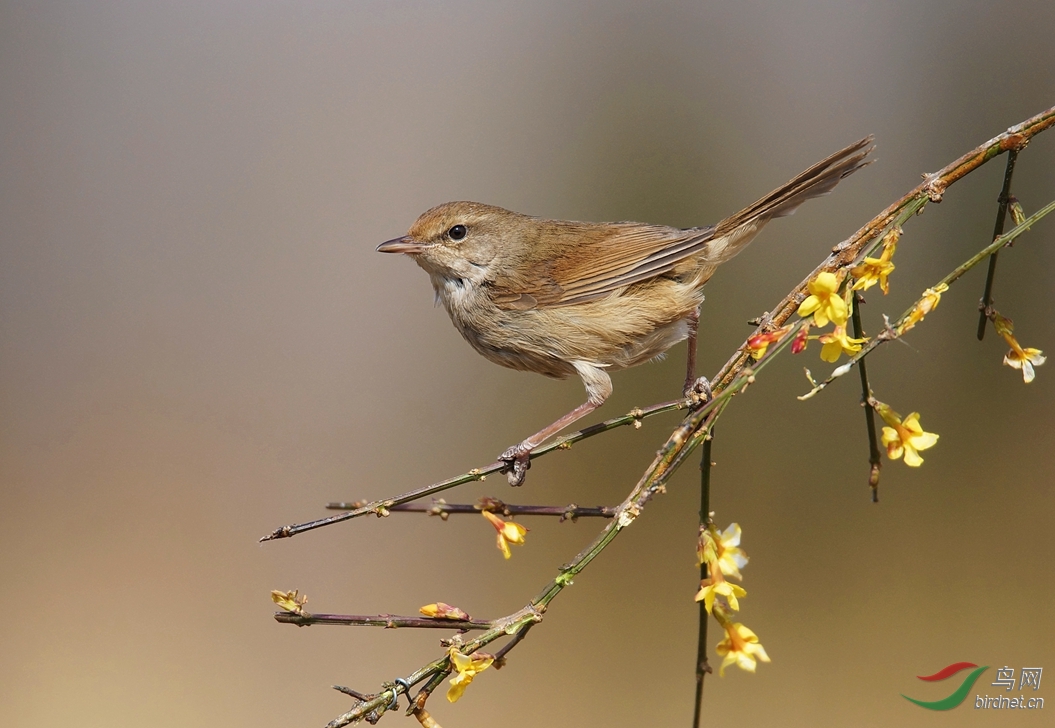 表情丰富的远东树莺