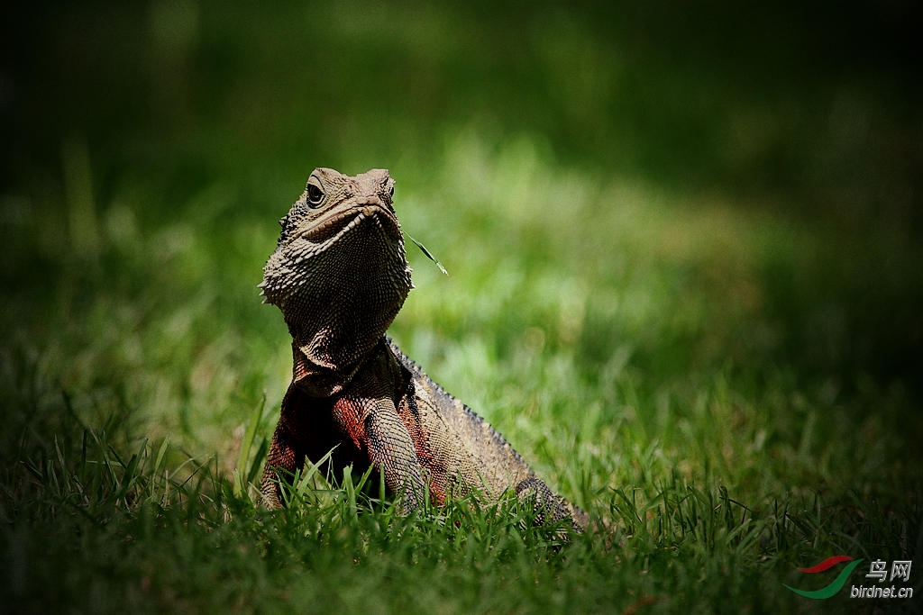 澳洲蜥蜴澳洲水龙