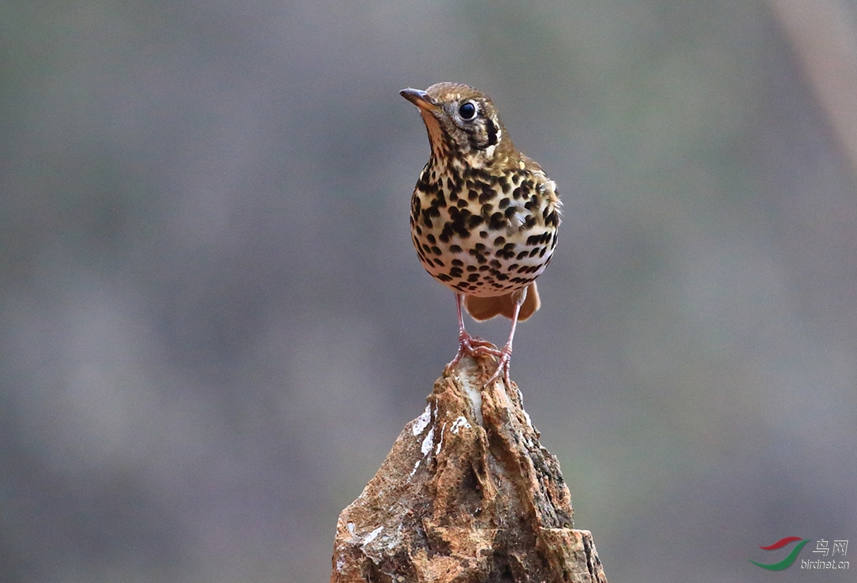 泉水湾的鸫鸫们