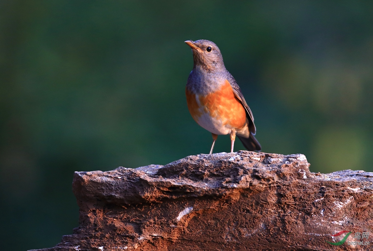 泉水湾的鸫鸫们