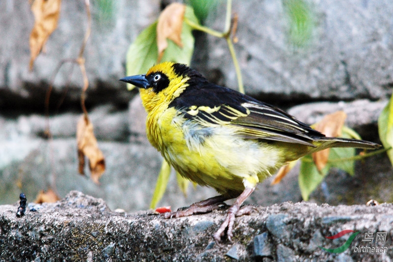 非洲鸟黄额丝雀
